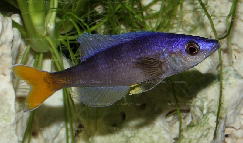 Cyprichromis leptosoma 'Utinta'